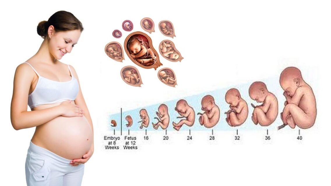 Third Trimester of Pregnancy: Fetal Development