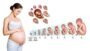 Third Trimester of Pregnancy: Fetal Development